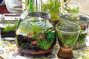 ワークショップ自分だけのアクアリウムをつくろうの様子