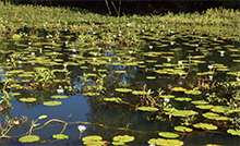 ミャンマーの水草