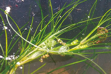 旅するビャッコイ