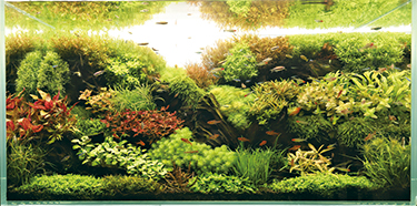 レイアウター水槽