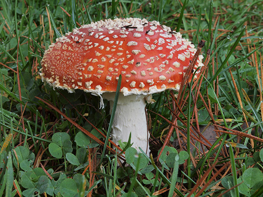 ベニテングタケ