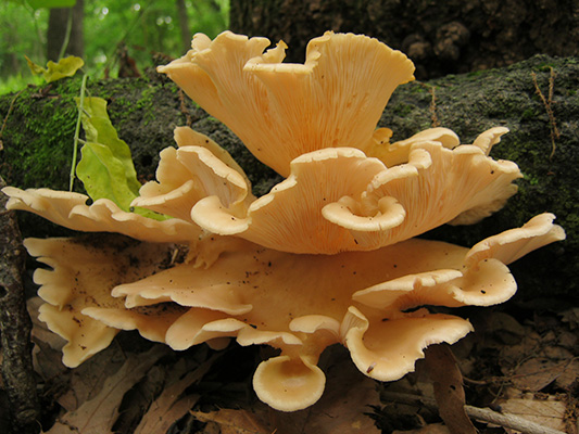 トキイロヒラタケ