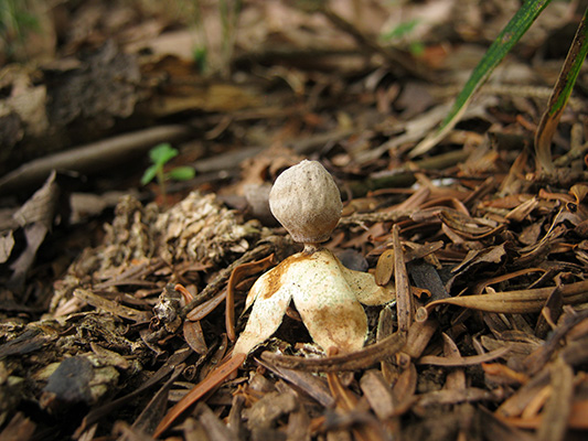 ヒメカンムリツチグリ