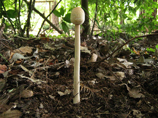 マントカラカサタケの幼菌
