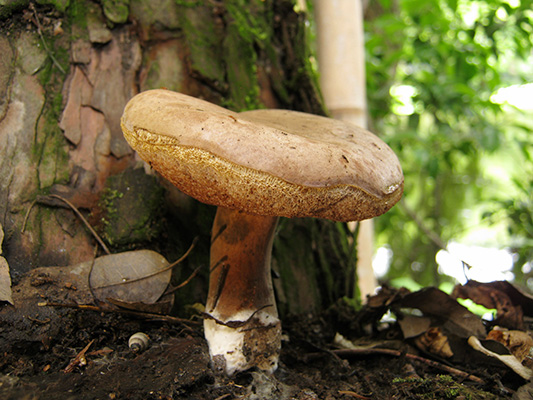 ニガイグチモドキ