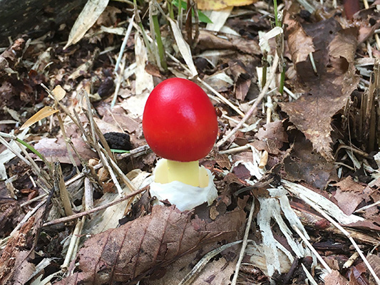 タマゴタケの幼菌