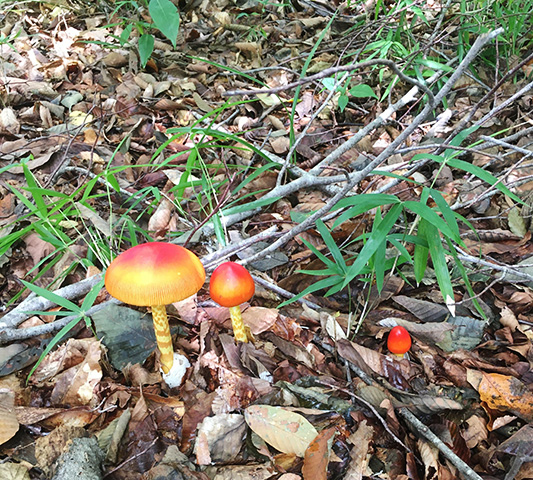 小笠原諸島の海