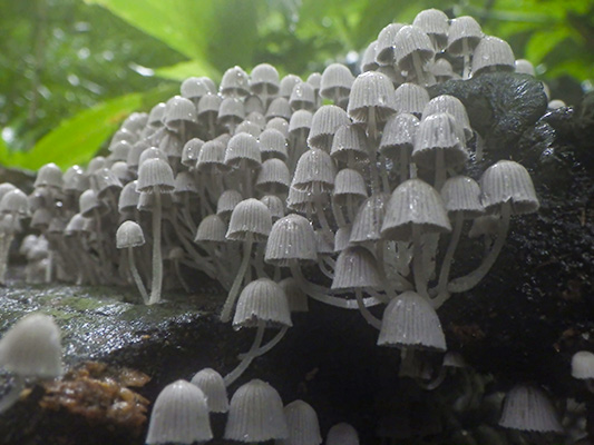 イヌセンボンタケ