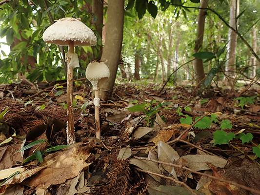 マントカラカサタケ