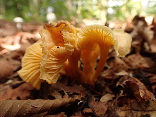 アンズタケのなかま