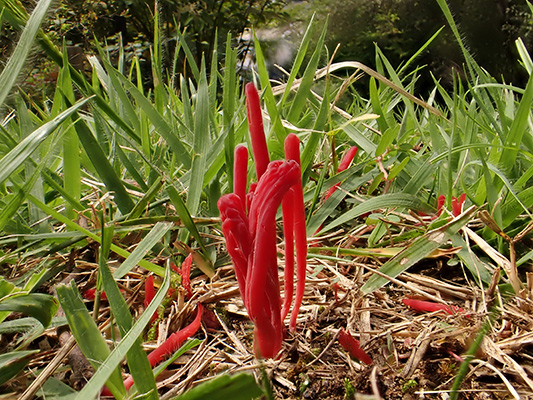 ベニセンコウタケ