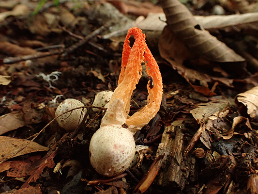 マントカラカサタケ