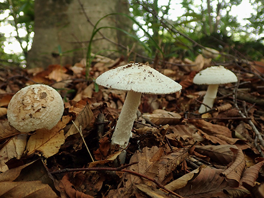 フクロツルタケ（広義）