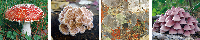 きのこイメージ