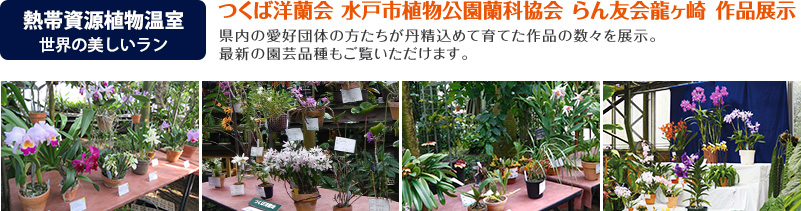 県内の愛好団体の方たちが丹精込めて育てた作品の数々を展示。最新の園芸品種もご覧いただけます。