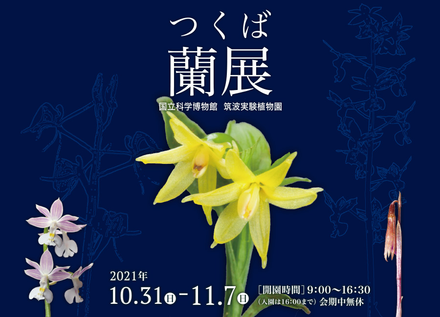 つくば蘭展2021　国立科学博物館　筑波実験植物園　会期：2021年10月31日～11月7日　会期中毎日開園