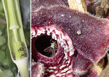 セミナー（昆虫をだます花）