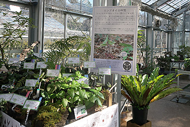多目的温室 カンアオイ展示