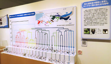 研修展示館 カンアオイ系統展示