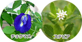 チョウマメ・ステビア