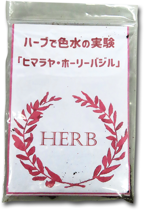 ヒマラヤホーリーバジル