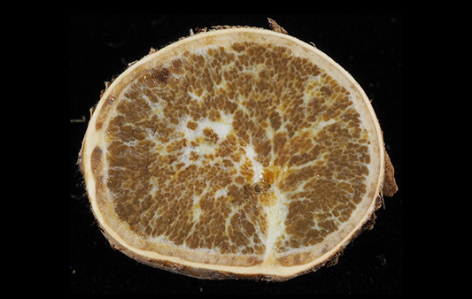 シンジュタケの断面