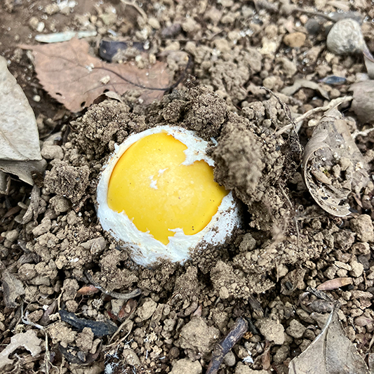 さらに大きくなった、きのこの卵