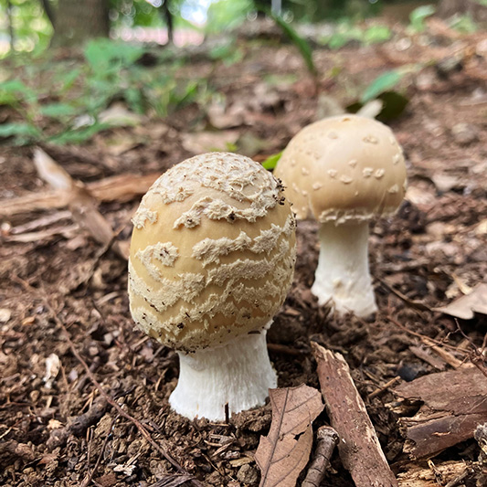 ウスキテングタケ