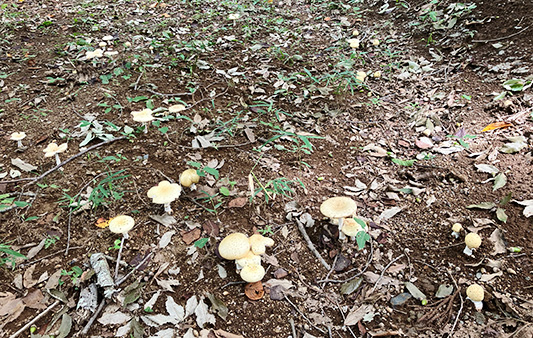 ウスキテングタケの菌輪