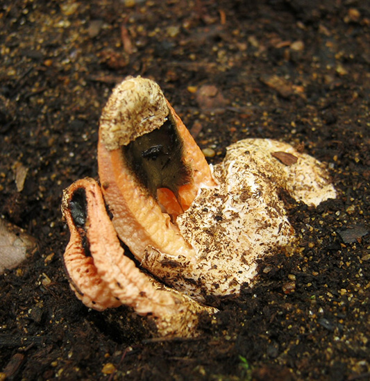 卵を突き破るように出てくる様子