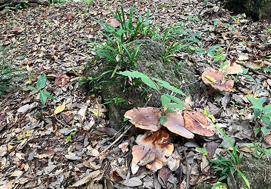 フェアリーリング（菌輪）