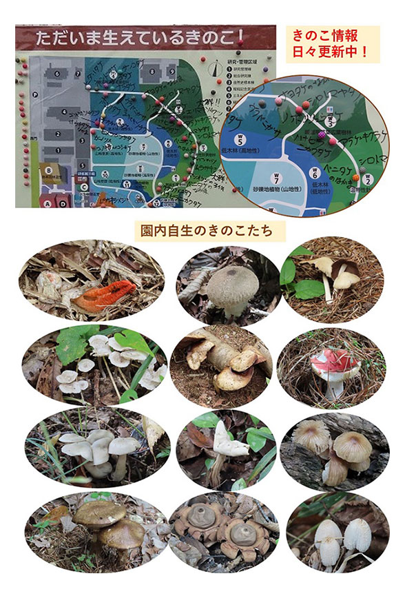 「ただいま生えているきのこ」マップ