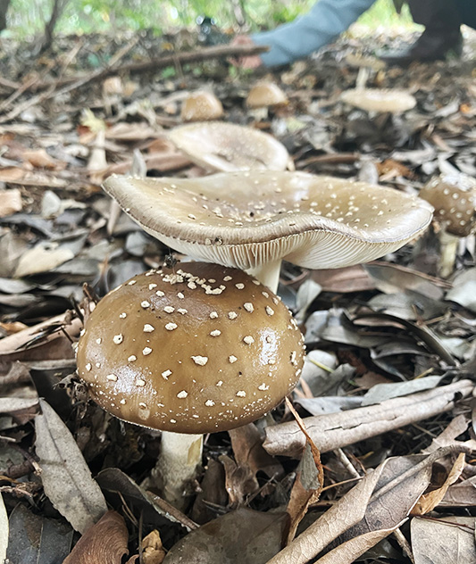 イボテングタケ