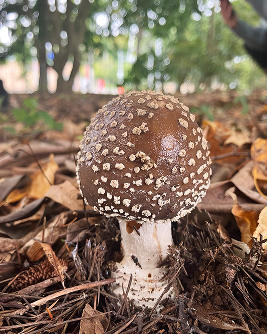 イボテングタケ