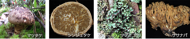きのこイメージ、マツタケ、シンジュタケ、ツブミゴケ、ササナバ