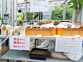 野生きのこ・栽培きのこの展示の様子
