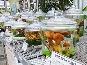 きのこのオイル漬け