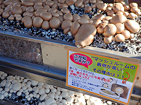 きのこアート展示イメージ