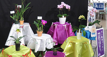 鉢植え販売の様子