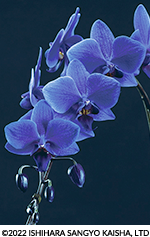青いラン