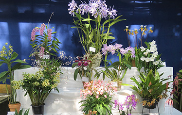 熱帯資源植物温室の様子