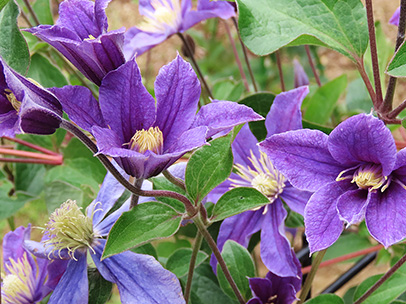 クレマチス `アラベラ’