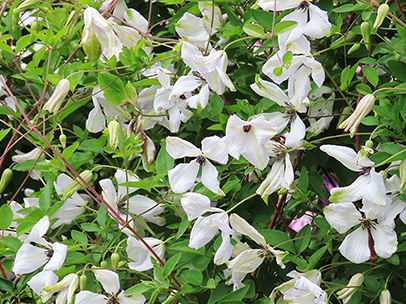 クレマチス `アルバ・ラグジュリアンス’