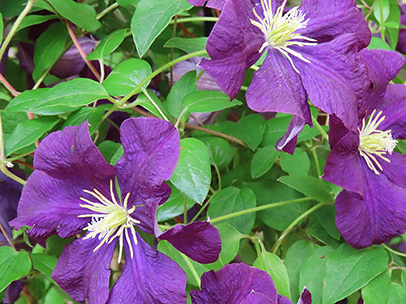 クレマチス `エトワール・バイオレット’