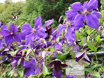 クレマチス `ジャックマニー・スパーバ’