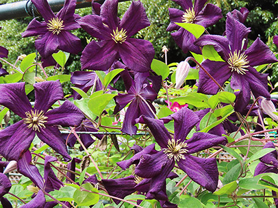 クレマチス `ロマンティカ’