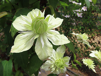 クレマチス `白万重’