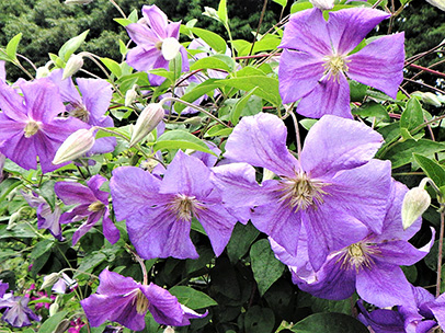 クレマチス 'ペルル・ダジュール'