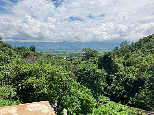 タウンジー近郊に広がる森