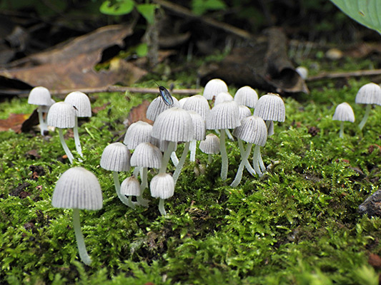 イヌセンボンタケのなかま